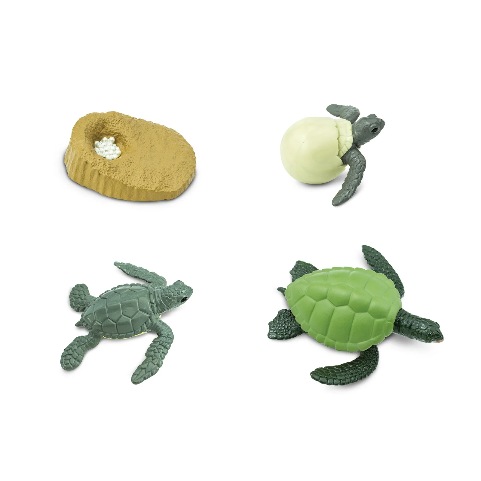 Life Cycle Replicas of a Green Sea Turtle