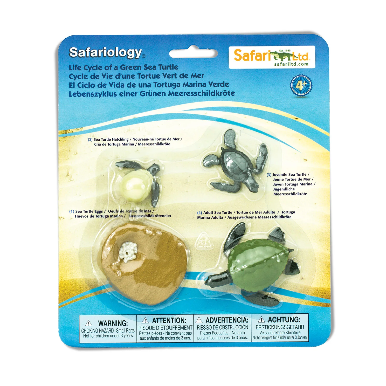 Life Cycle Replicas of a Green Sea Turtle