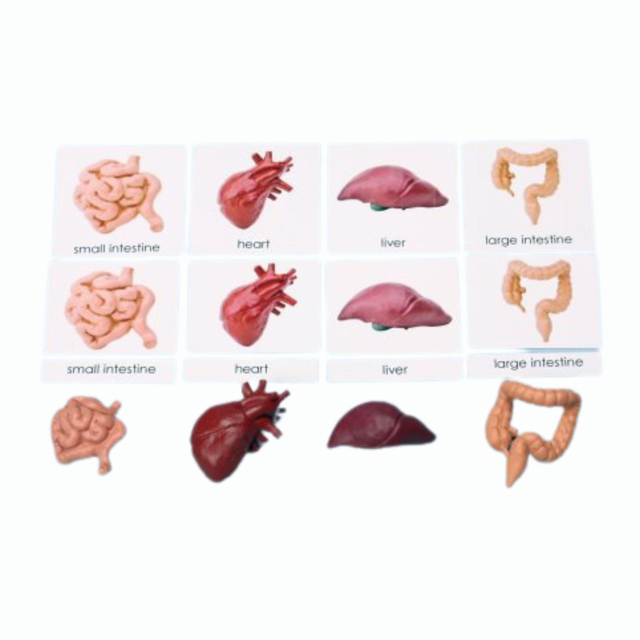 Human Organs Miniatures with 3-Part Laminated Cards
