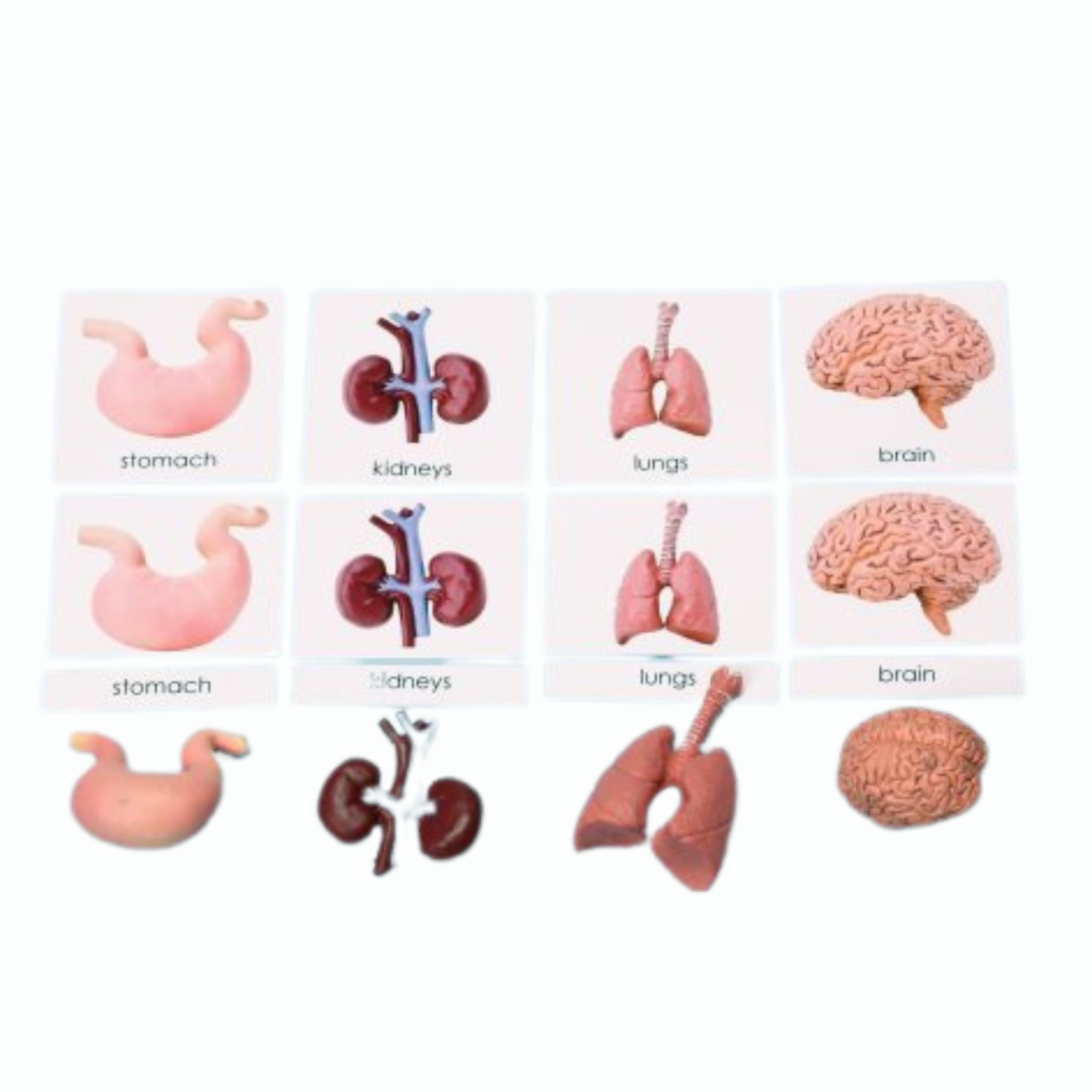 Human Organs Miniatures with 3-Part Laminated Cards