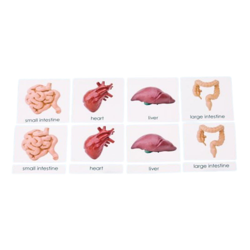 Human Organs 3-Part Laminated Cards Only