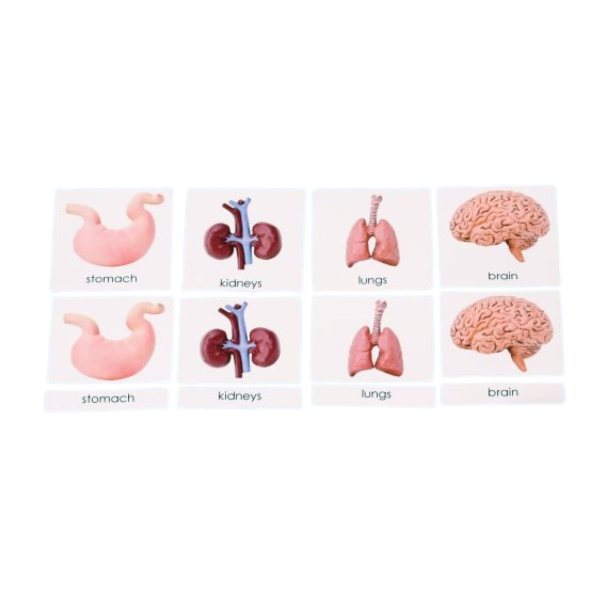 Human Organs 3-Part Laminated Cards Only