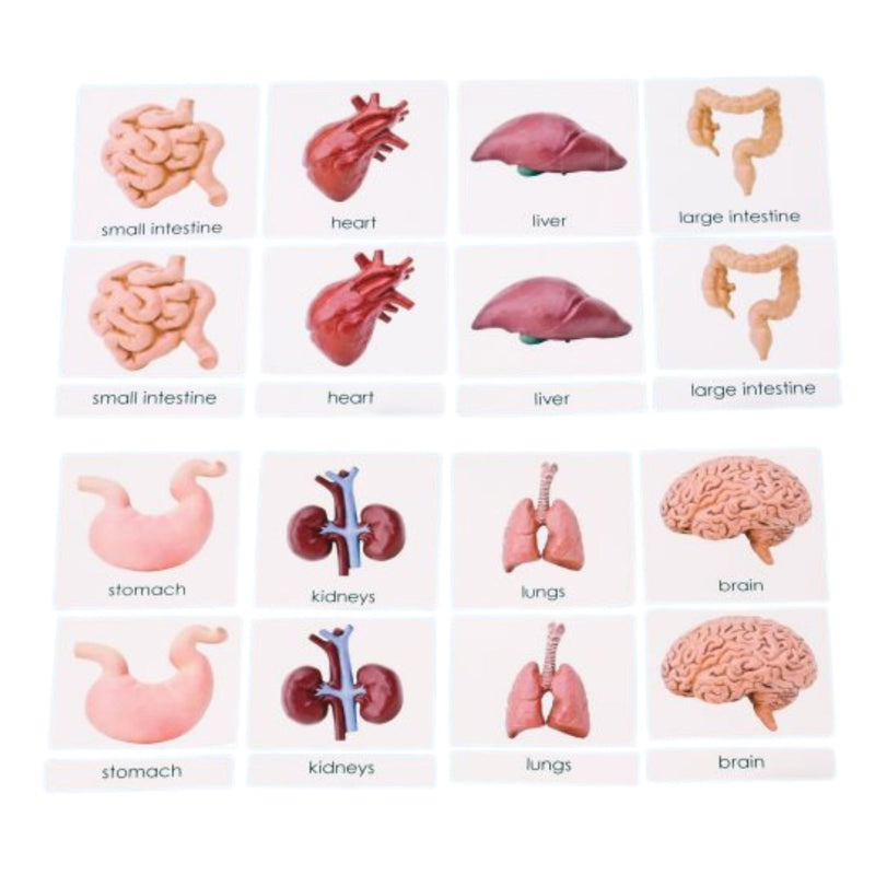 Human Organs 3-Part Laminated Cards Only