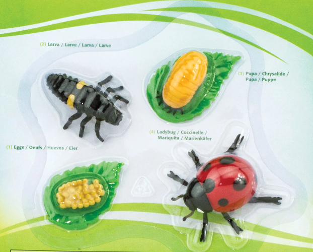 Life Cycle Replicas: Ladybug Stages