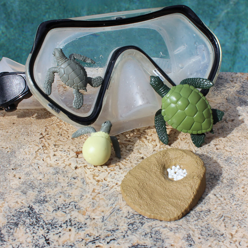 Life Cycle Replicas of a Green Sea Turtle