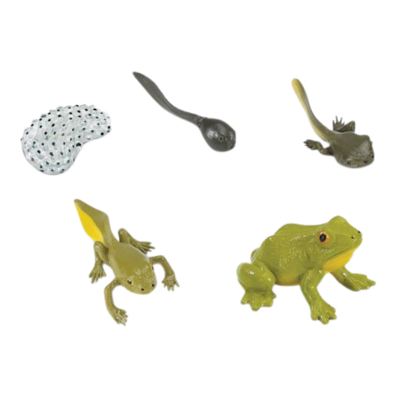 Life Cycle Replicas: Frog Stages