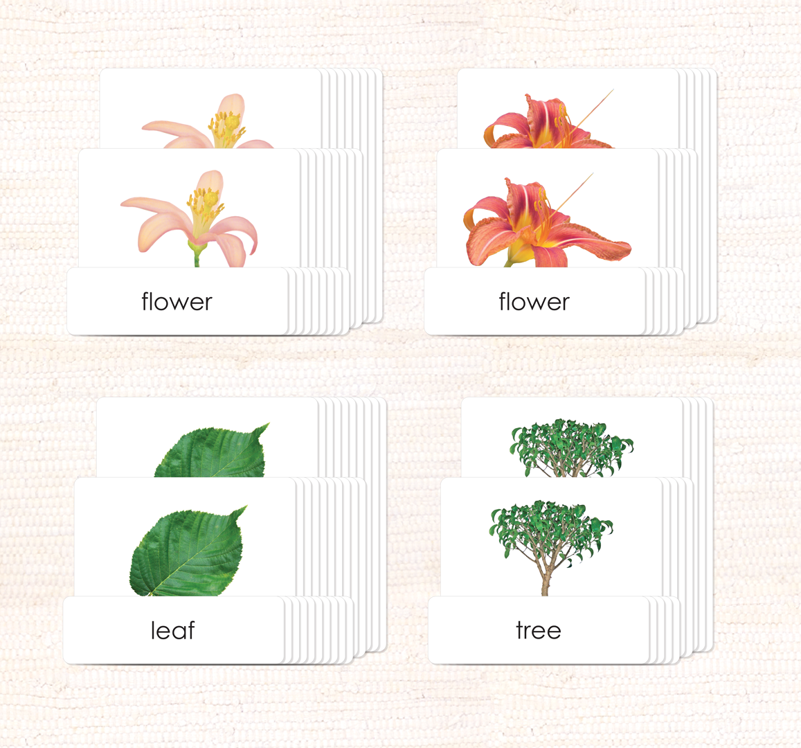 Botany "Parts of" 3-Part Set by Maitri