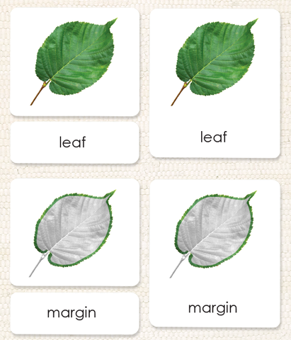 Botany "Parts of" 3-Part Set by Maitri