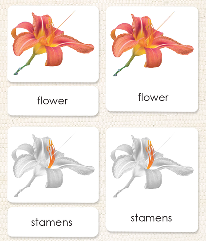 Botany "Parts of" 3-Part Set by Maitri