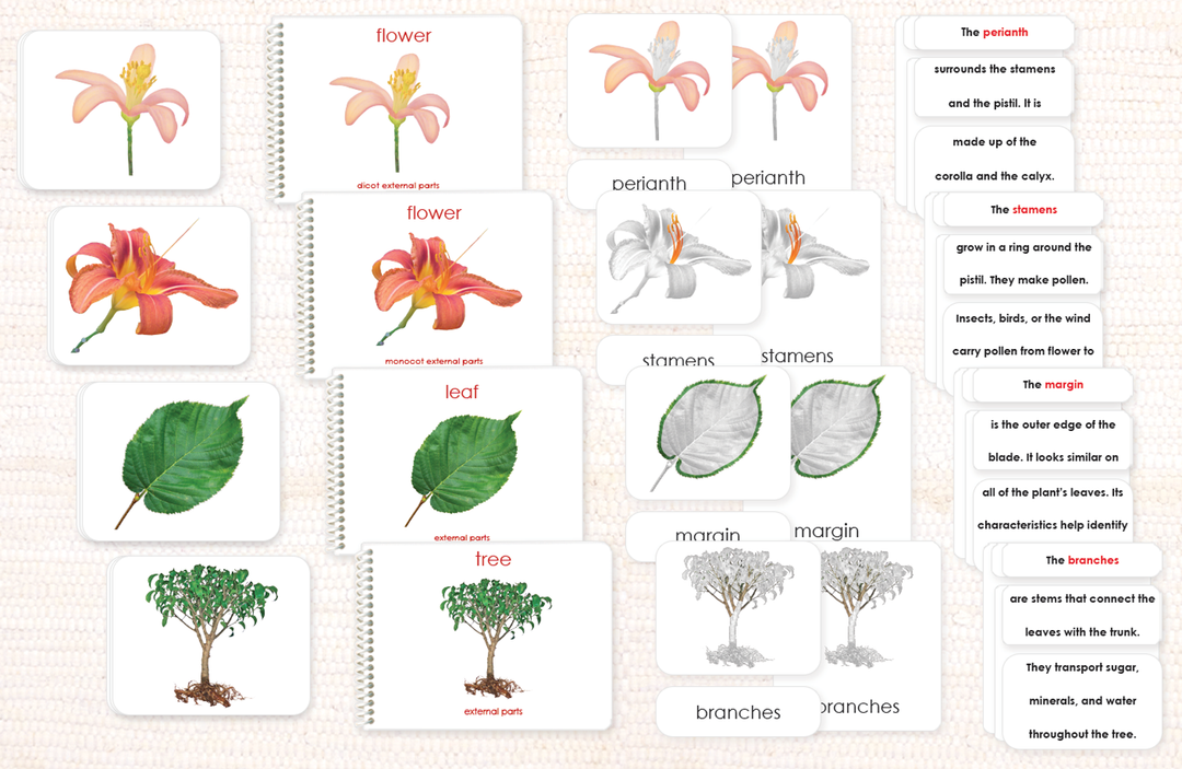 "Parts of" Botany Bundle by Maitri
