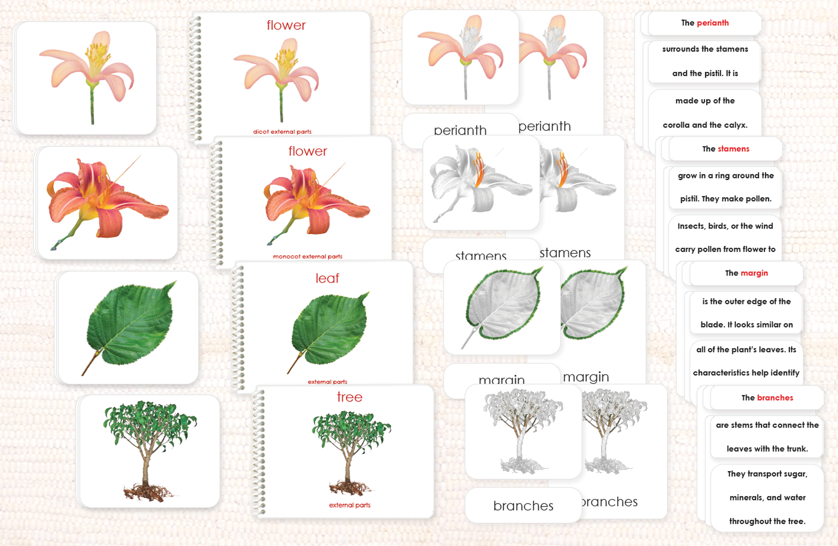 "Parts of" Botany Bundle by Maitri