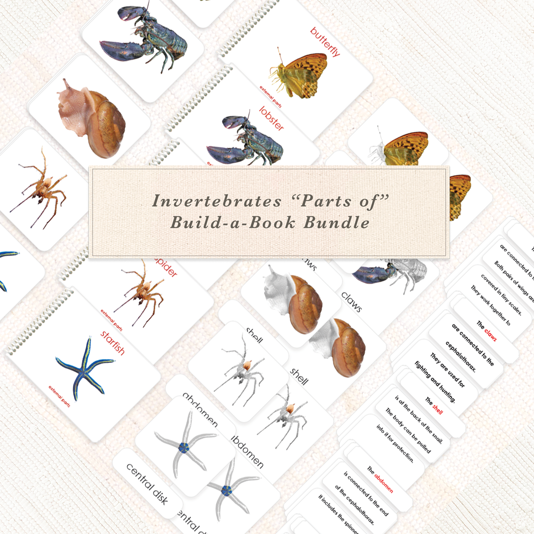 Invertebrates "Parts of" Book & Card Bundle by Maitri
