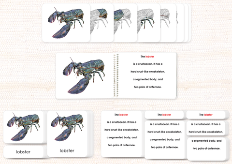 Invertebrates "Parts of" Book & Card Bundle by Maitri