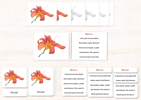 "Parts of" Botany Bundle by Maitri