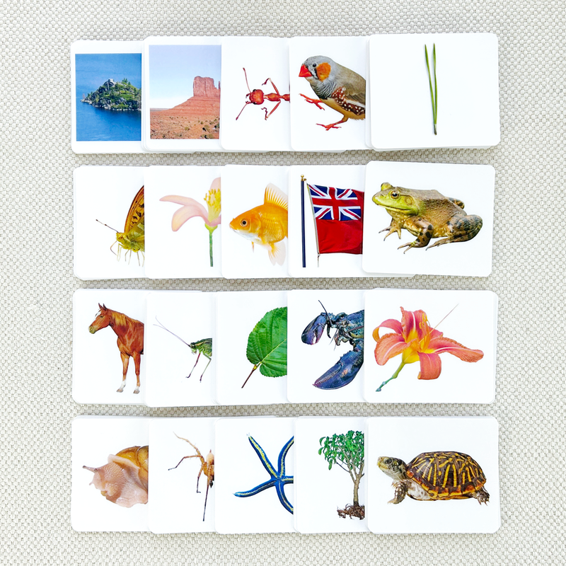 Advanced Vocabulary Card Set/20 by Maitri