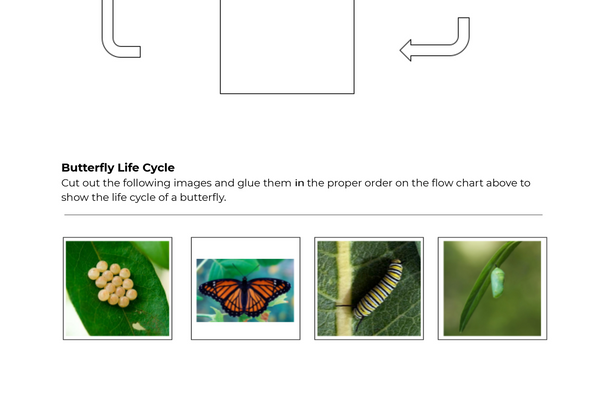 Butterfly Lifecycle Worksheet