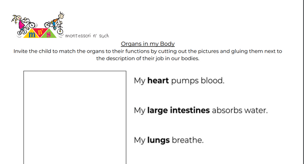 Organs in My Body