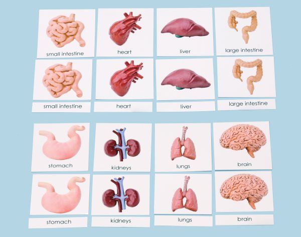 Human Organs 3-Part Laminated Cards Only