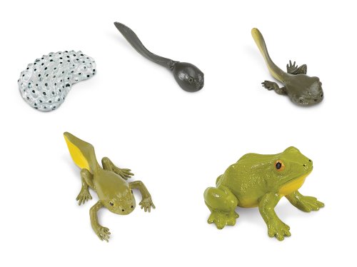 Life Cycle Replicas: Frog Stages