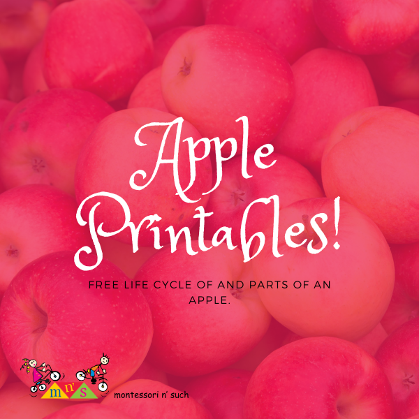 Free Life Cycle and Parts of an Apple Printables