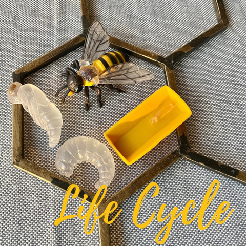 Hopping, Fluttering, Growing: Why Life Cycles Matter