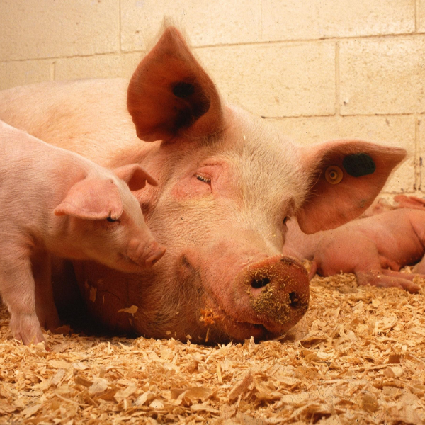 Life on the Farm Lessons That are Perfect to Add to Your Shelves This Fall