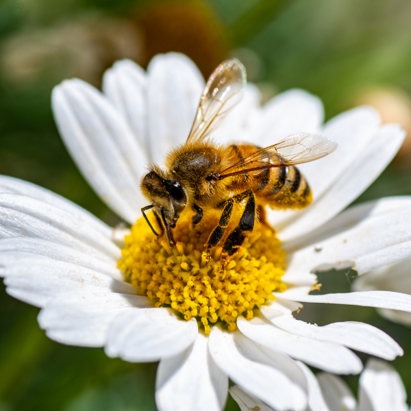 Bloom, Buzz, Grow: Welcoming Spring and Pollinators into the Classroom