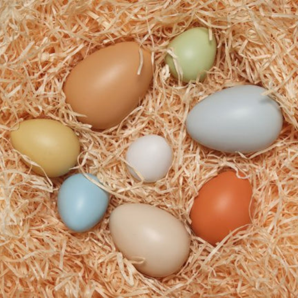 Birds and Eggs Spring is on the Way!