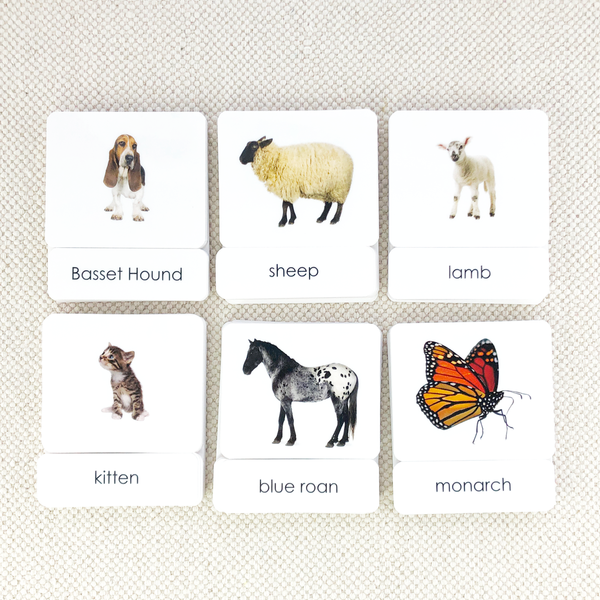 Common Nouns 3-Part Card Bundles by Maitri