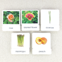 Common Nouns 3-Part Card Bundles by Maitri