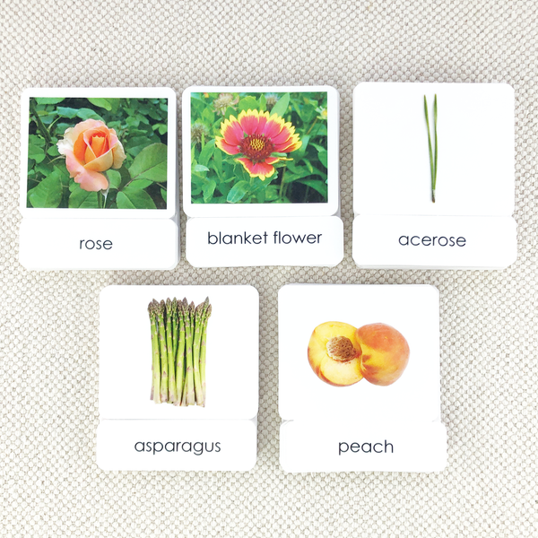 Common Nouns 3-Part Card Bundles by Maitri