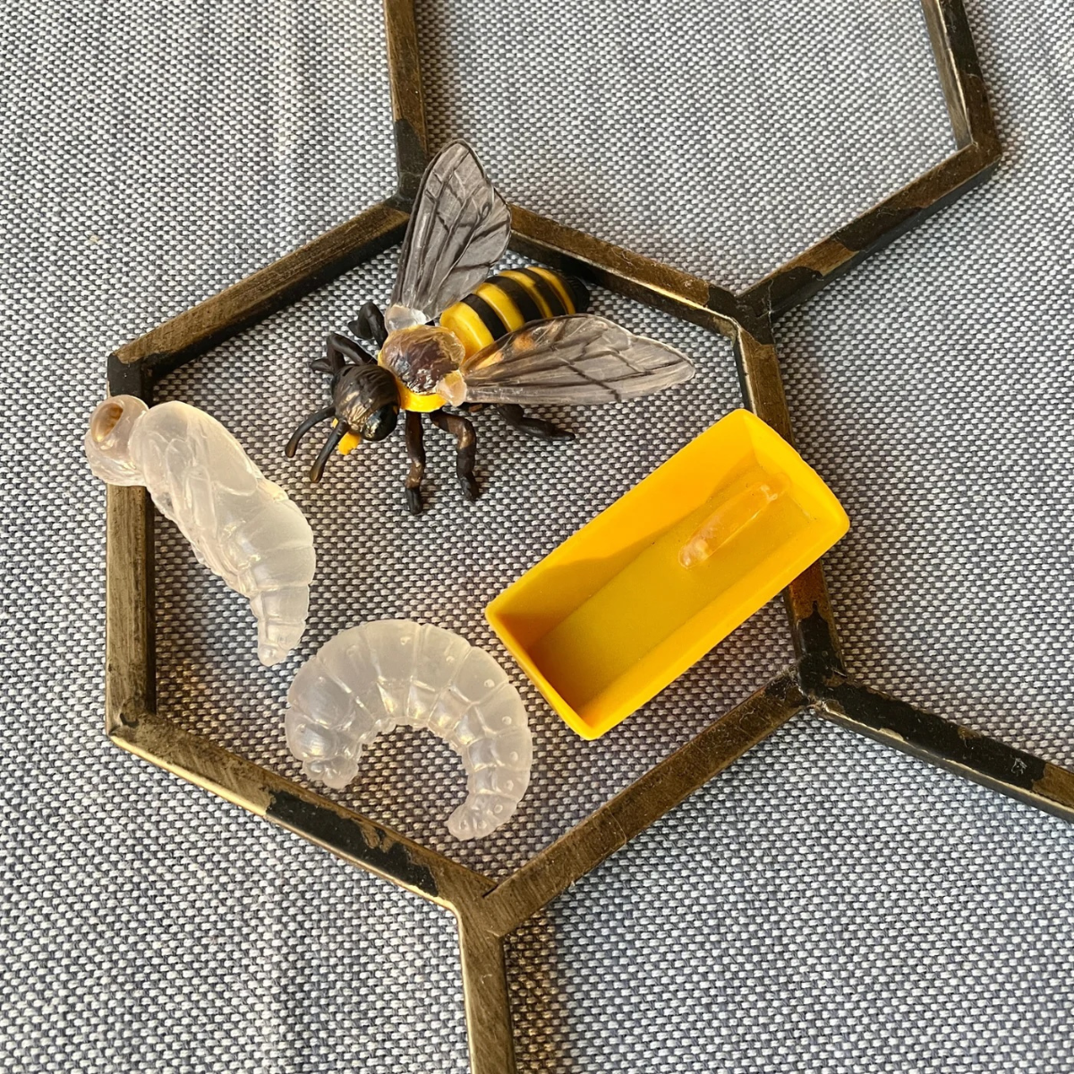 Life Cycle Replicas: Honey Bee
