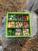 Nature's Sorting Box