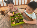 Nature's Sorting Box