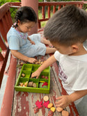 Nature's Sorting Box