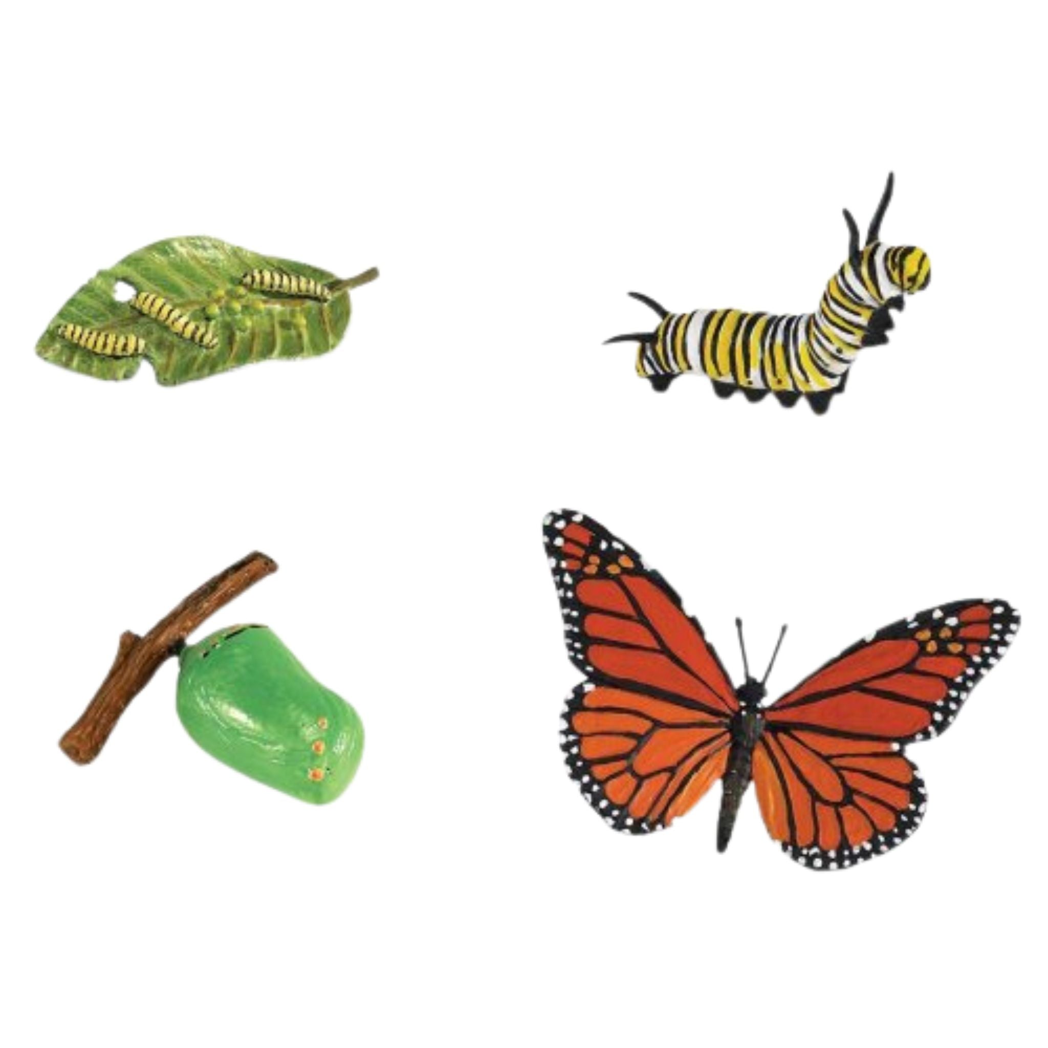 Life Cycle Replicas: Butterfly Stages