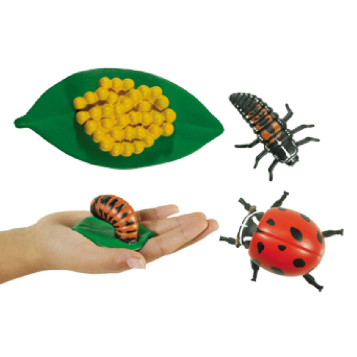 Life Cycle Replicas: Ladybug Stages