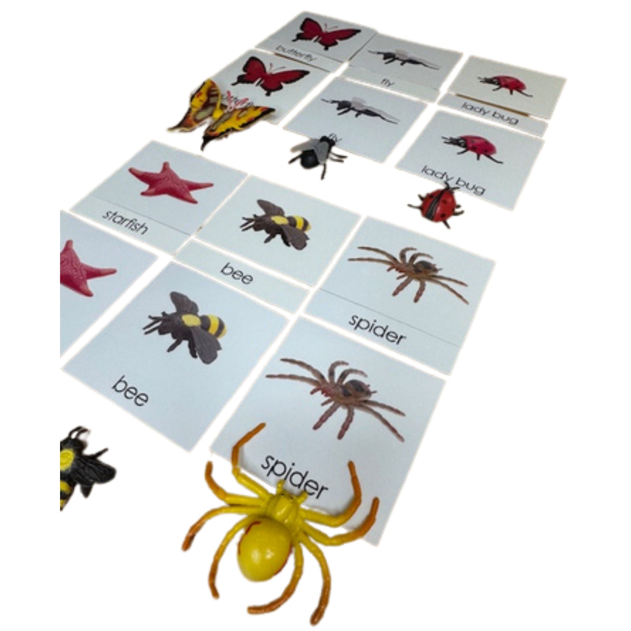 Classification Science: Invertebrates 3-Part Cards With Objects
