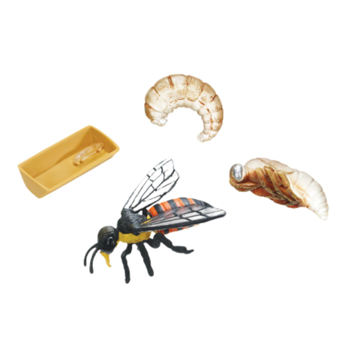 Life Cycle Replicas: Honey Bee