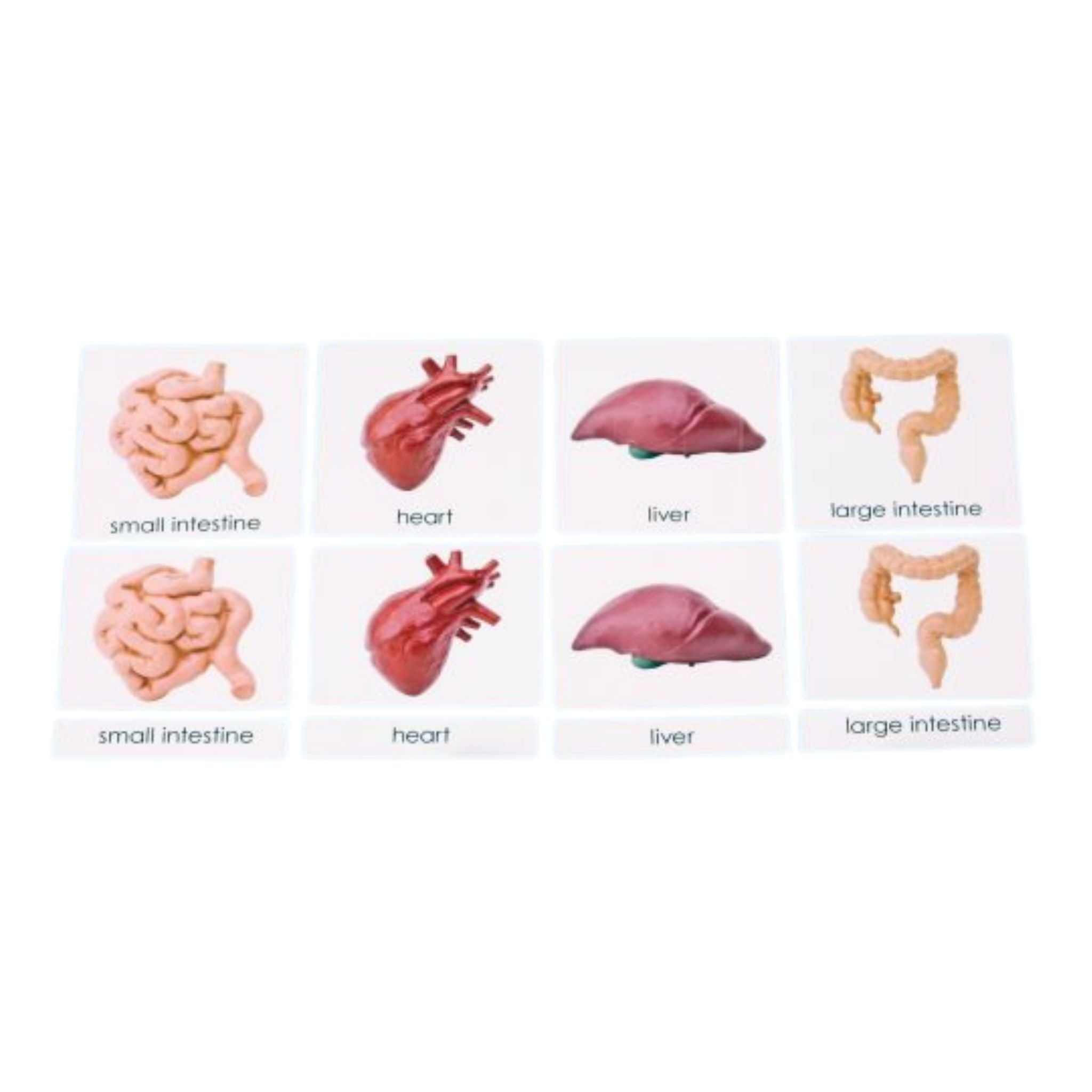 Human Organs 3-Part Laminated Cards Only