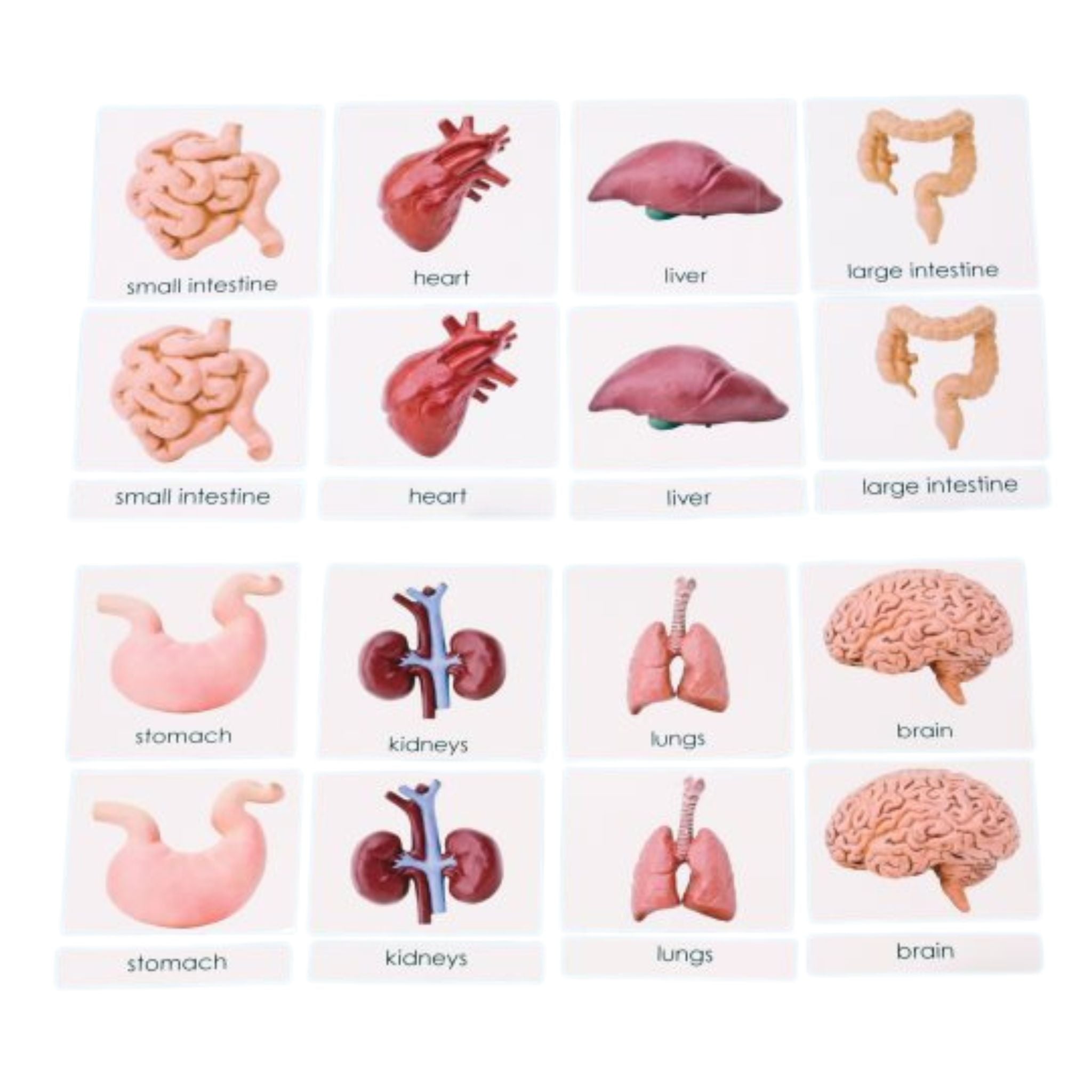 Human Organs 3-Part Laminated Cards Only