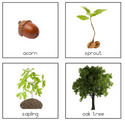 Oak Tree Life Cycle