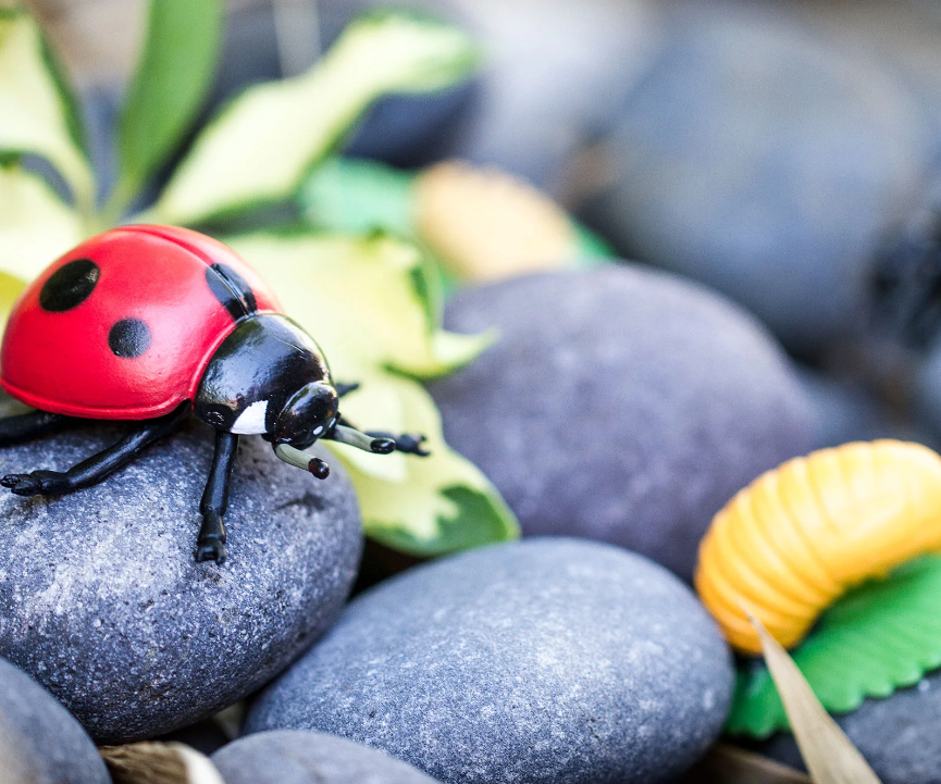 Life Cycle Replicas: Ladybug Stages
