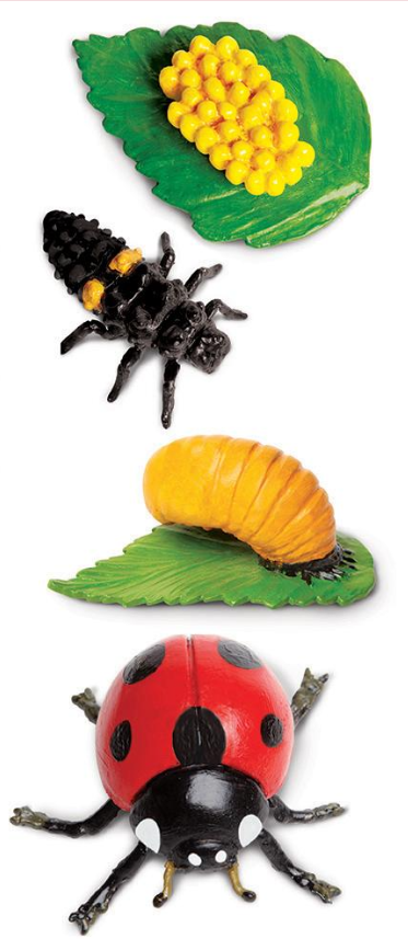 Life Cycle Replicas: Ladybug Stages