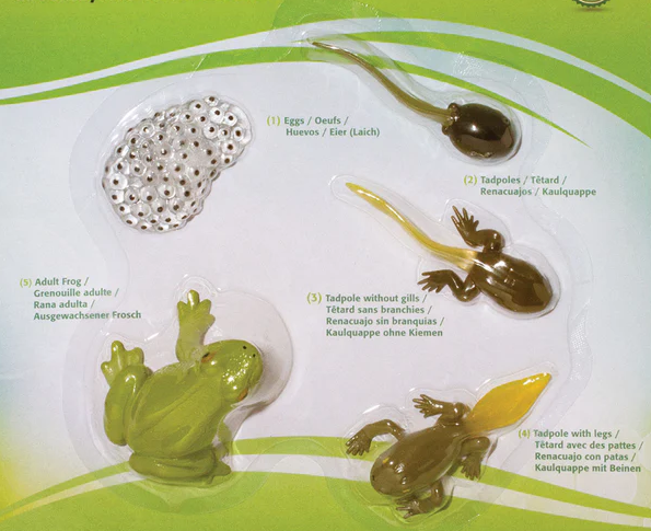 Life Cycle Replicas: Frog Stages