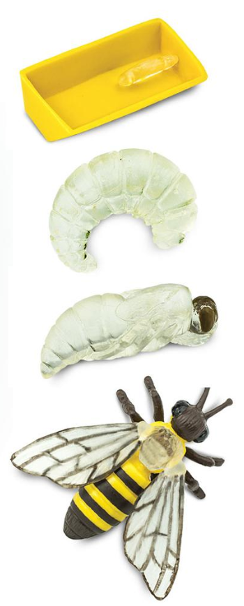 Life Cycle Replicas: Honey Bee