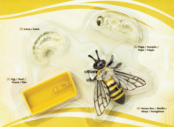 Life Cycle Replicas: Honey Bee