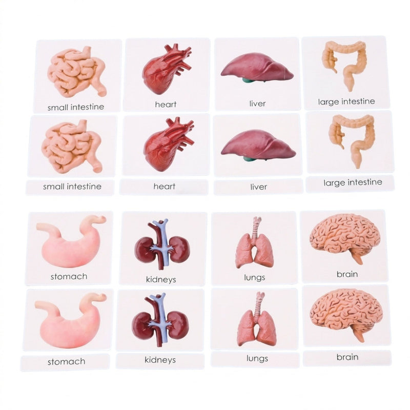 Human Organs 3-Part Laminated Cards Only