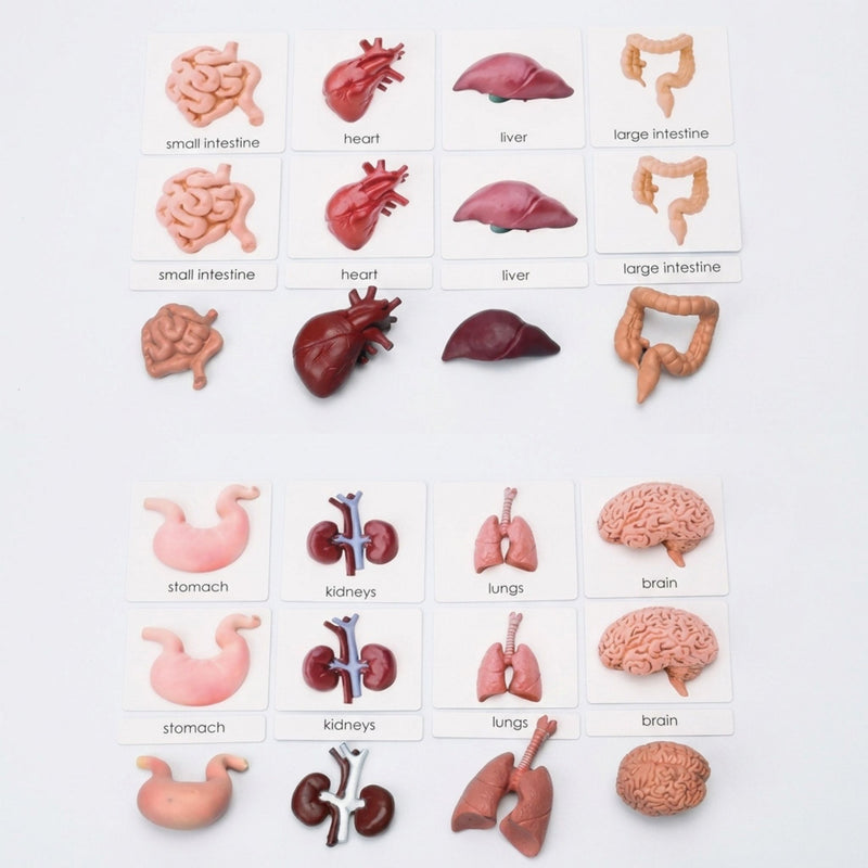 Human Organs Miniatures with 3-Part Laminated Cards