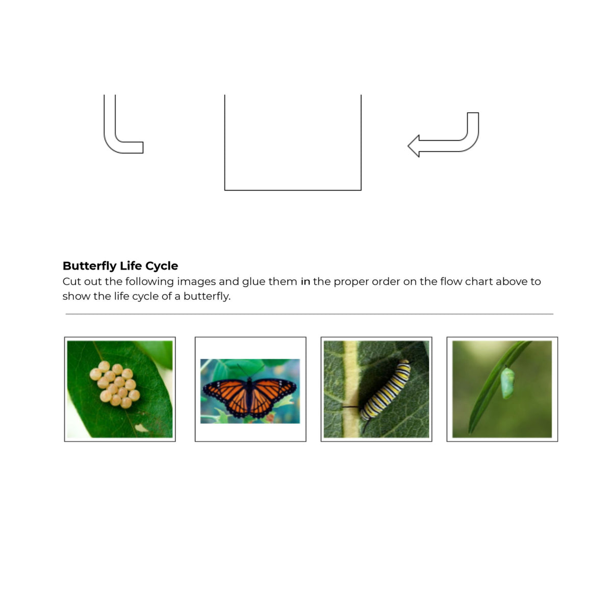 Butterfly Lifecycle Worksheet
